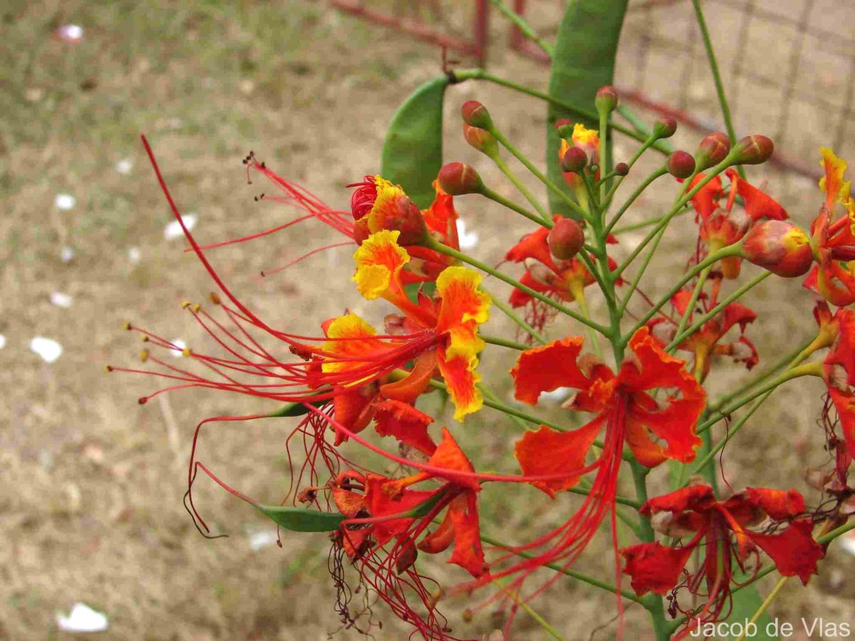 Caesalpinia pulcherrima (L.) Sw.